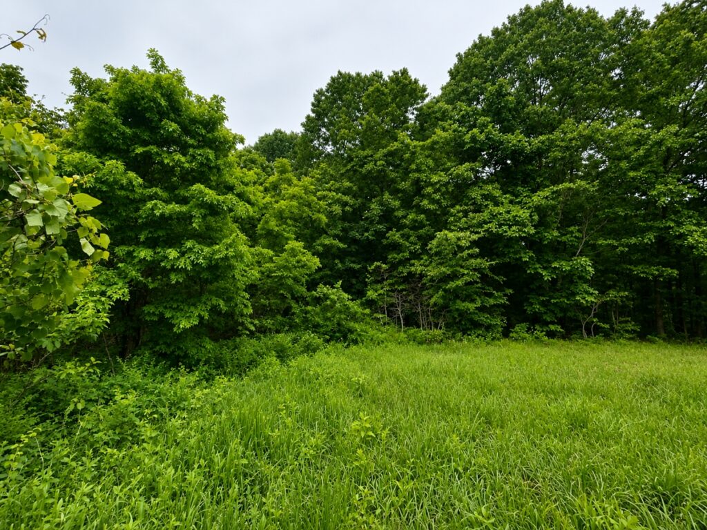 Property photo for land for sale in Ozark County Missouri