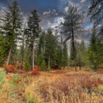 Property photo for land for sale in Stevens County Washington
