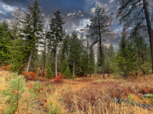 Property photo for land for sale in Stevens County Washington