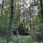 Property photo for land for sale in Franklin County Mississippi