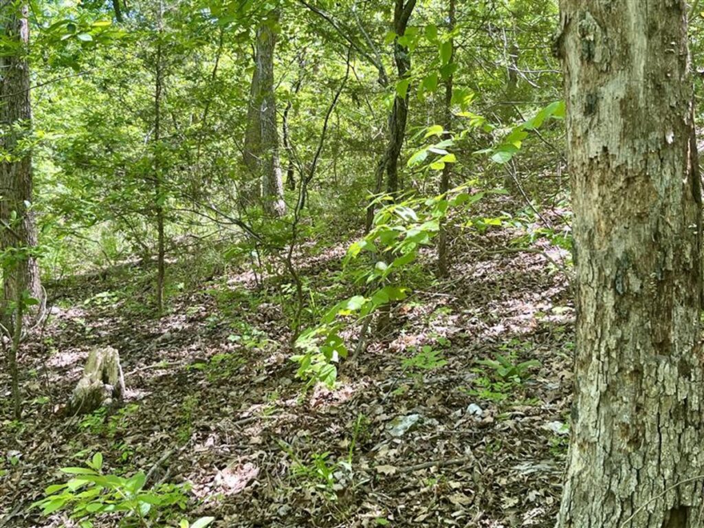Property photo for land for sale in Carroll County Arkansas