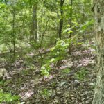 Property photo for land for sale in Carroll County Arkansas