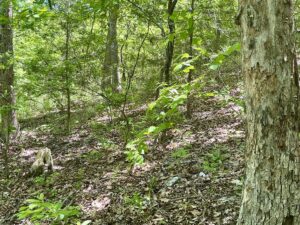 Property photo for land for sale in Carroll County Arkansas