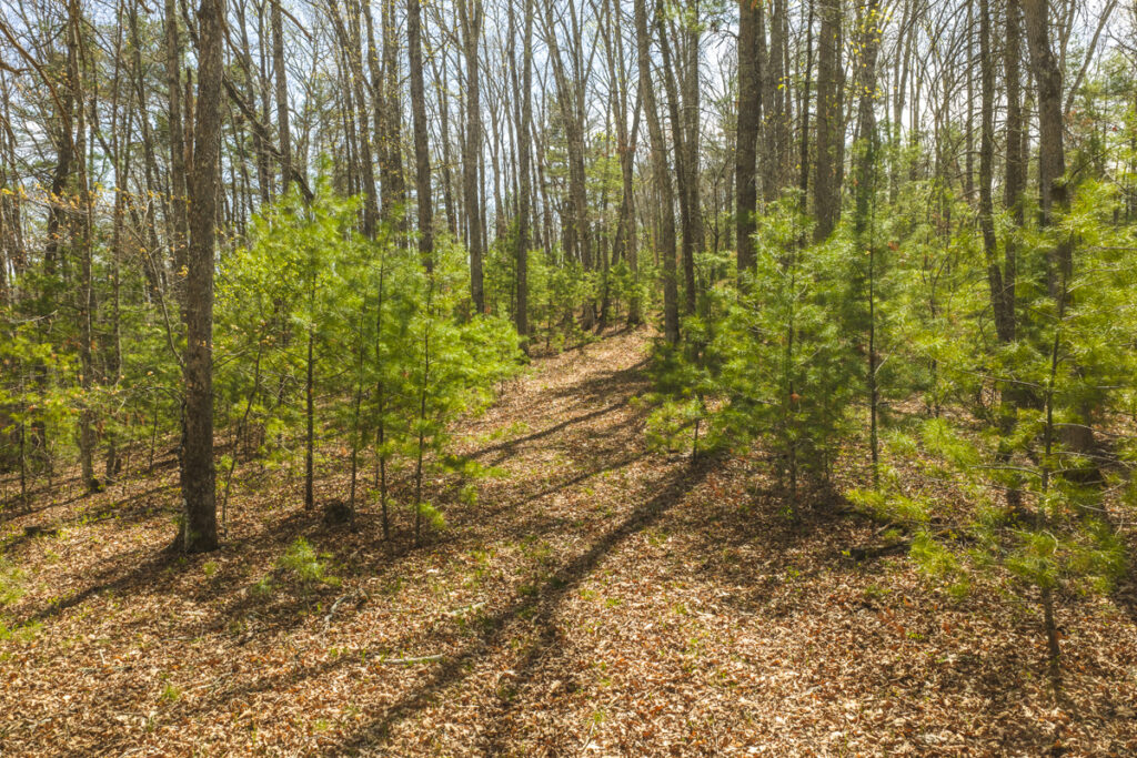 Property photo for land for sale in Bath County Virginia