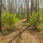 Property photo for land for sale in Bath County Virginia