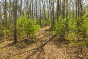 Property photo for land for sale in Bath County Virginia