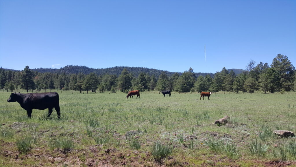 c6ae8a9f-6be1-4156-8c05-7a5dcdad053b.jpg