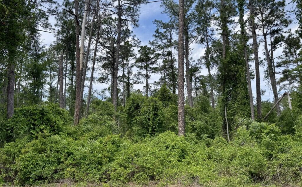 Property photo for land for sale in Hamilton County Florida