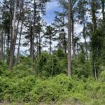 Property photo for land for sale in Hamilton County Florida