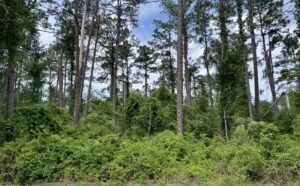 Property photo for land for sale in Hamilton County Florida