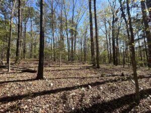 Property photo for land for sale in Stone County Arkansas