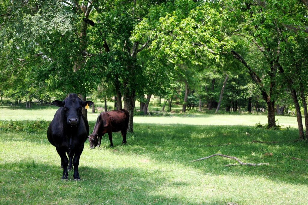 Property photo for land for sale in Van Zandt County Texas