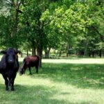 Property photo for land for sale in Van Zandt County Texas