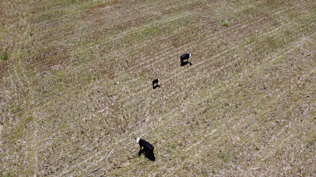 d8c87a8c-37b5-49c2-be32-9c12384311cc.jpg