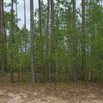 Property photo for land for sale in Putnam County Florida