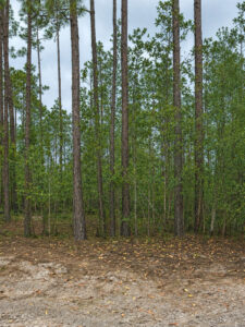 Property photo for land for sale in Putnam County Florida