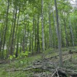 Property photo for land for sale in Carroll County Virginia