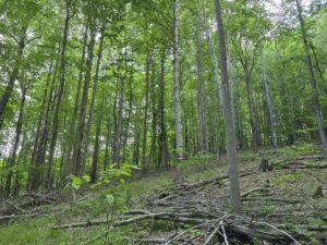 Property photo for land for sale in Carroll County Virginia
