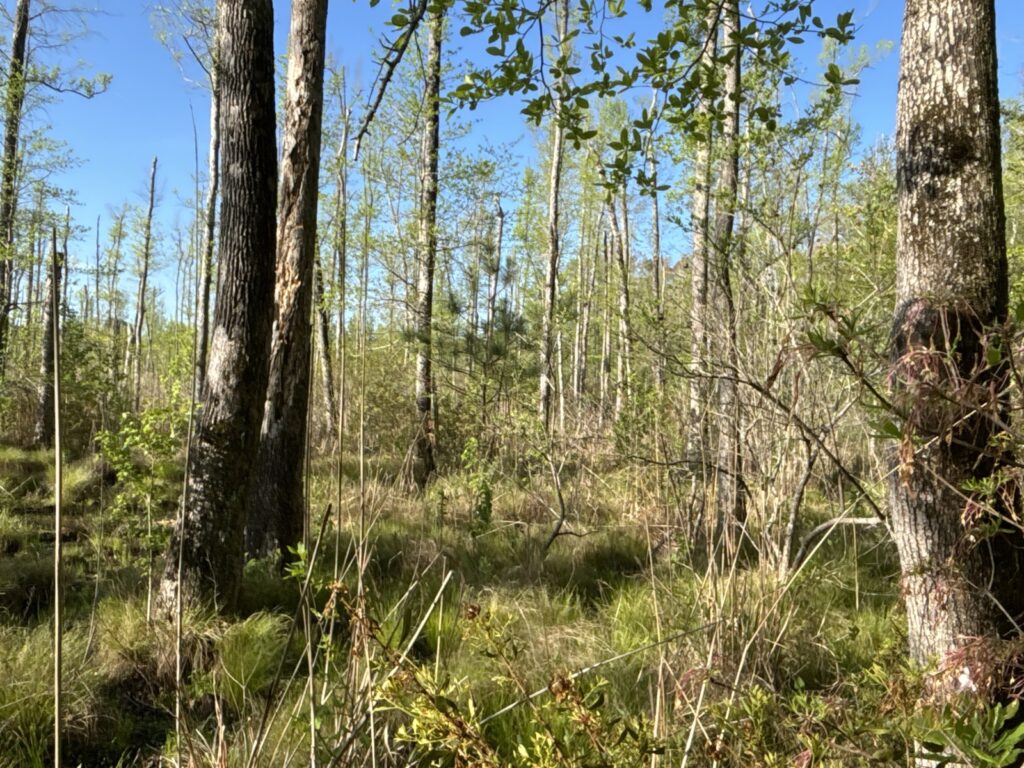 Property photo for land for sale in Columbia County Arkansas