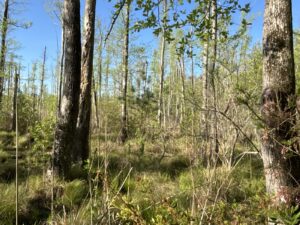 Property photo for land for sale in Columbia County Arkansas