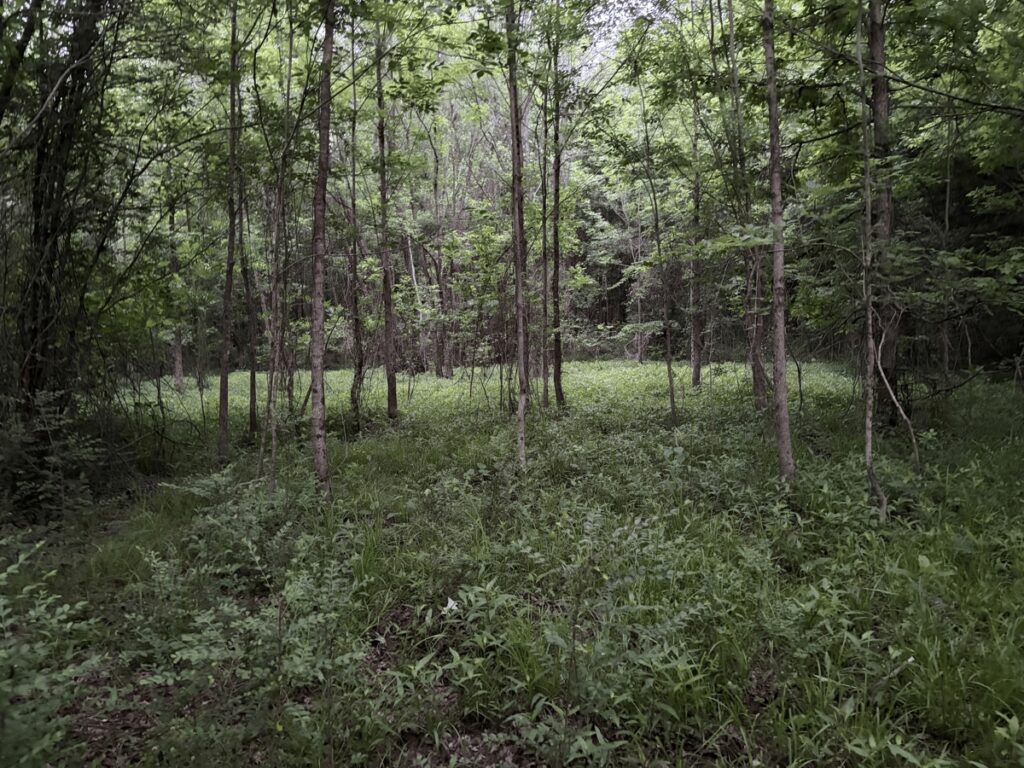 Property photo for land for sale in Cass County Texas