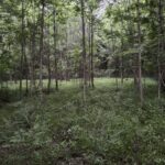 Property photo for land for sale in Cass County Texas