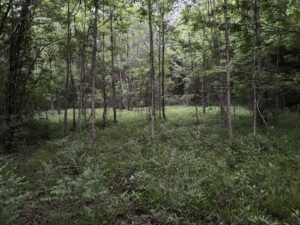 Property photo for land for sale in Cass County Texas