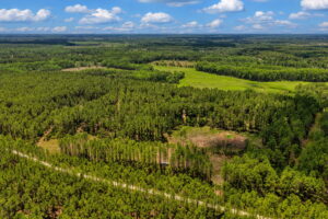 Property photo for land for sale in Levy County Florida
