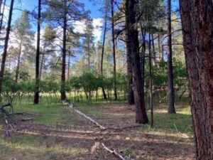 Property photo for land for sale in Rio Arriba County New Mexico
