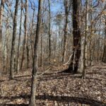 Property photo for land for sale in Mecklenburg County Virginia