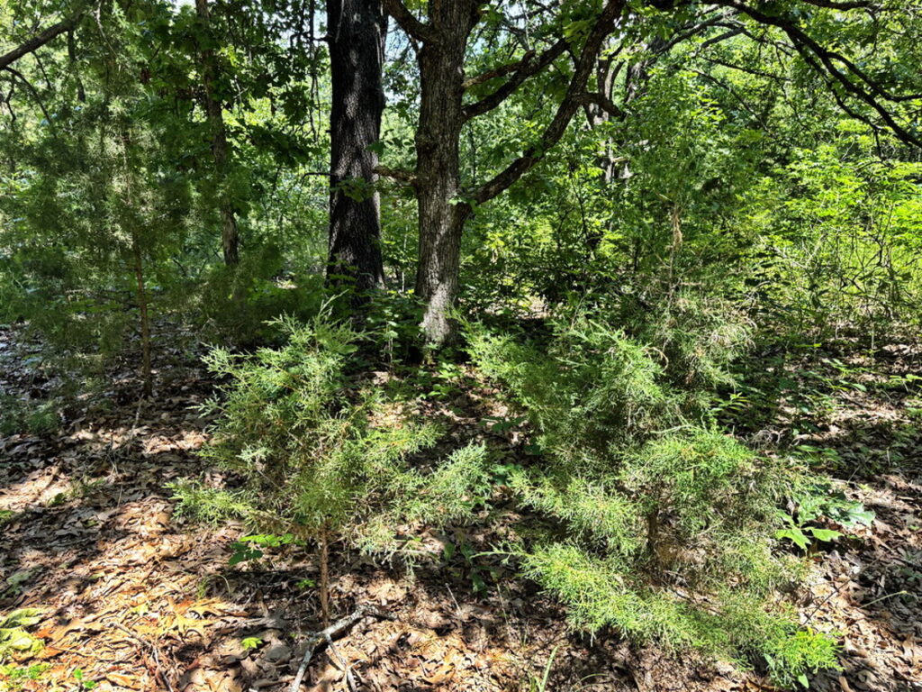 273dc851-48ae-4dea-982d-ca069faa8414.jpg