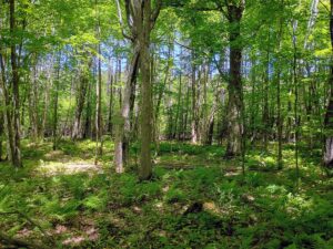 Property photo for land for sale in Ashland County Wisconsin