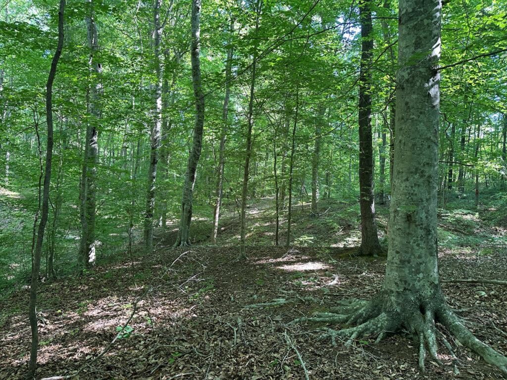 2d793335-c622-445d-99cf-675812b80538.jpg
