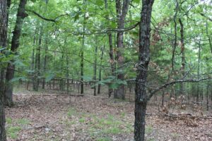 Property photo for land for sale in Ozark County Missouri