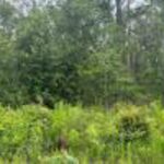 Property photo for land for sale in Columbia County Florida