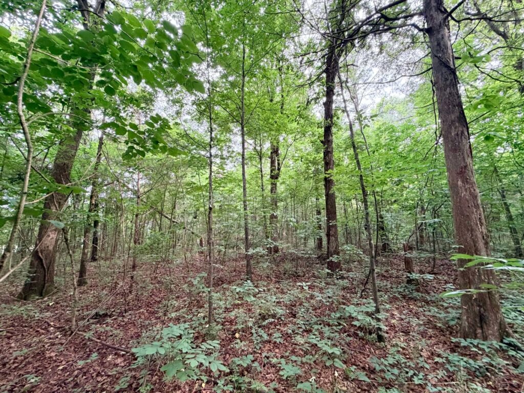 55390081-8208-4807-9834-315463ab4183.jpg