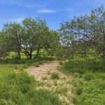 Property photo for land for sale in Live Oak County Texas