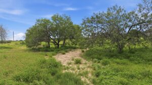 Property photo for land for sale in Live Oak County Texas