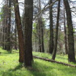 Property photo for land for sale in Gunnison County Colorado