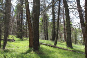 Property photo for land for sale in Gunnison County Colorado