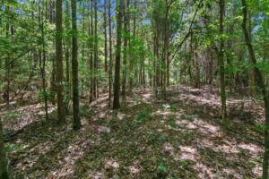 Property photo for land for sale in Panola County Texas