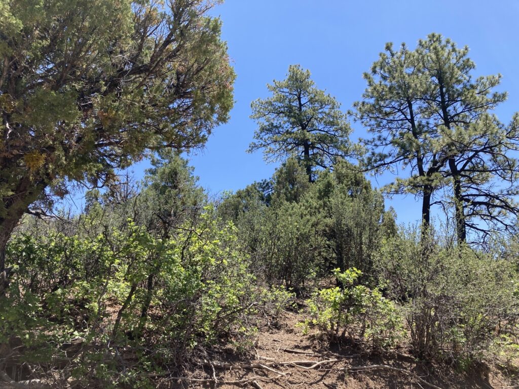 Property photo for land for sale in Rio Arriba County New Mexico