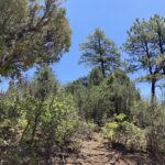 Property photo for land for sale in Rio Arriba County New Mexico