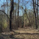 Property photo for land for sale in Hale County Alabama