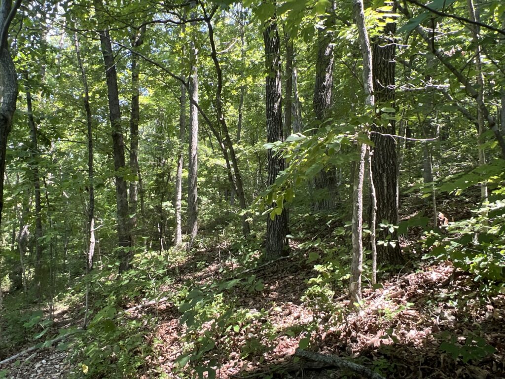 9533c883-2b1d-4147-8336-407278b38895.jpg