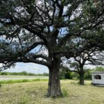 Property photo for land for sale in Bee County Texas