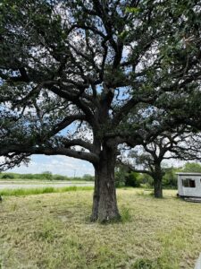 Property photo for land for sale in Bee County Texas