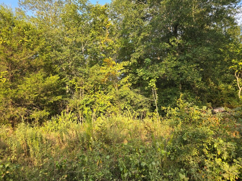 a3ee24d7-c41d-4352-8534-748fe6aac7c0.jpg