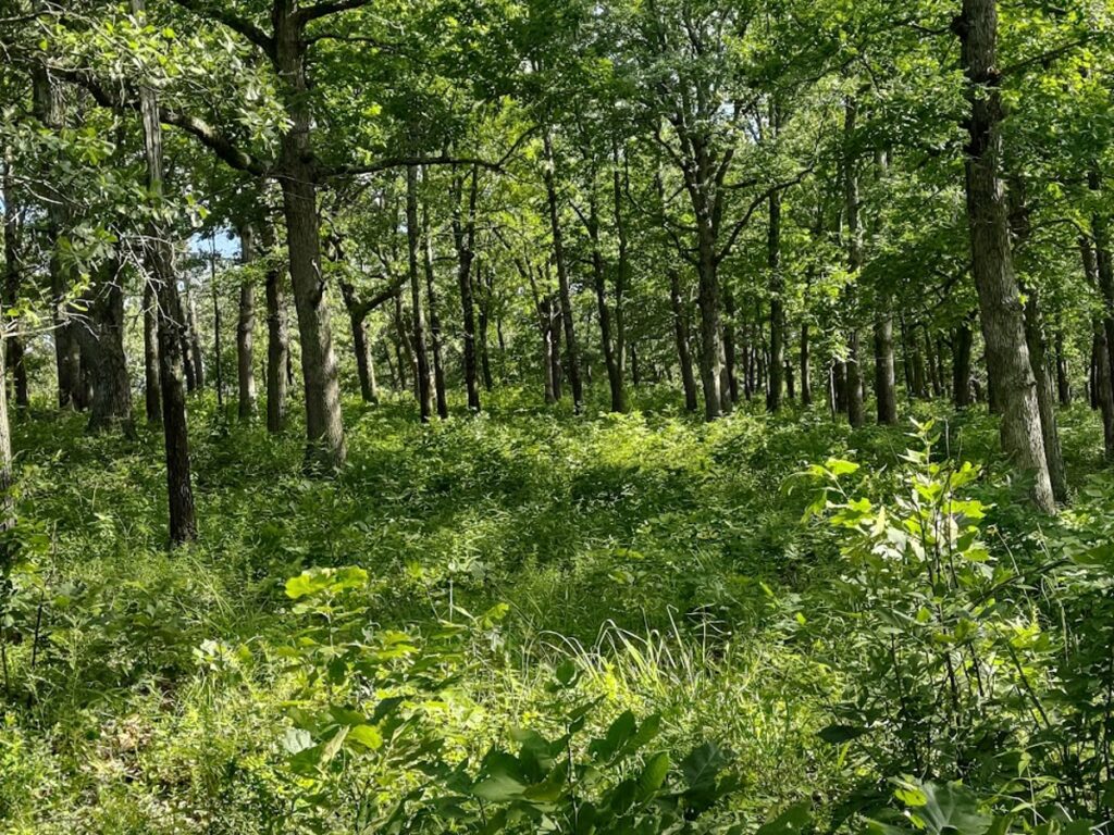 Property photo for land for sale in Laclede County Missouri