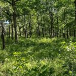 Property photo for land for sale in Laclede County Missouri